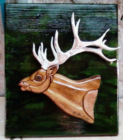 Le cerf élaphe (Cervus elaphus)